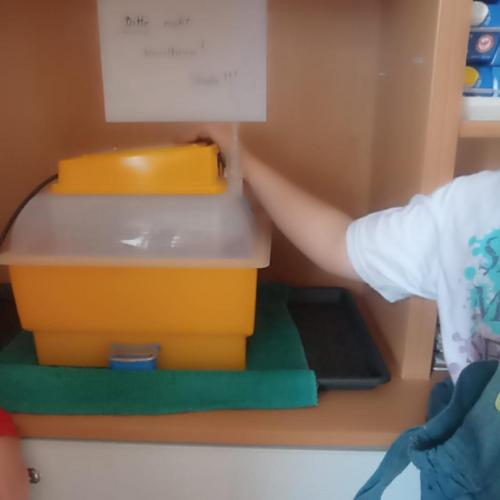 Kinder stellen den Brutkasten auf