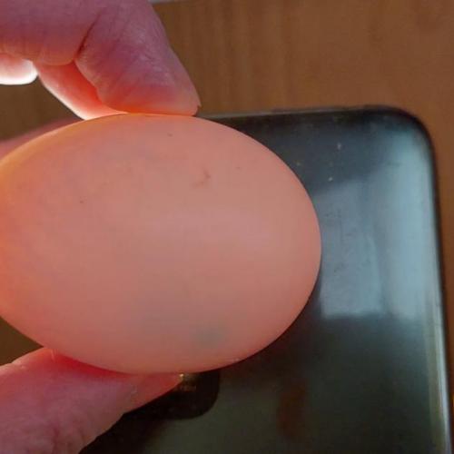 Eier durchleuchten