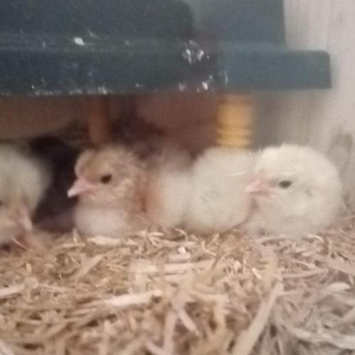 Frisch geschlüpfte Küken im Käfig