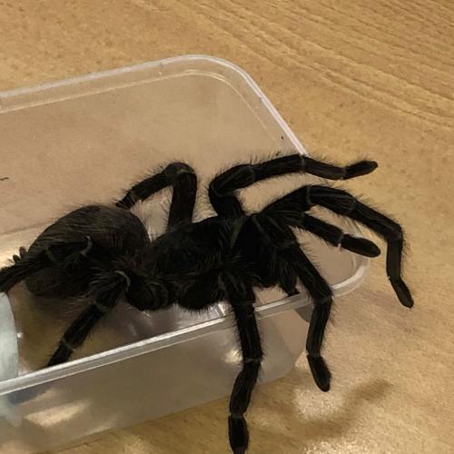 Vogelspinne