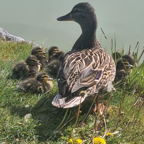 Enten mit Kindern
