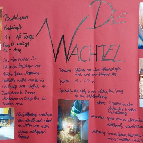 Plakat Wachtel