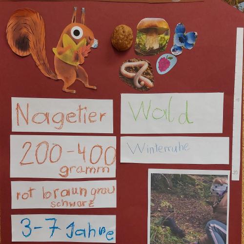 Plakat Eichhörnchen