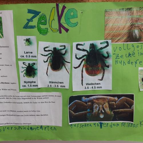 Plakat Zecke