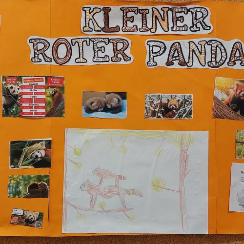 Plakat Kleiner Roter Panda