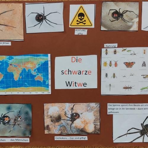 Plakat Die schwarze Witwe - Spinne