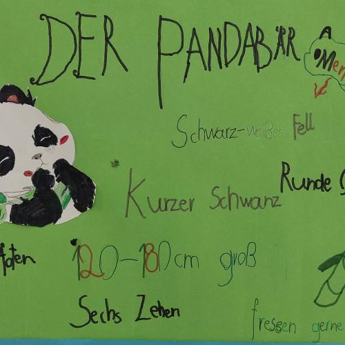 Plakat Pandabär
