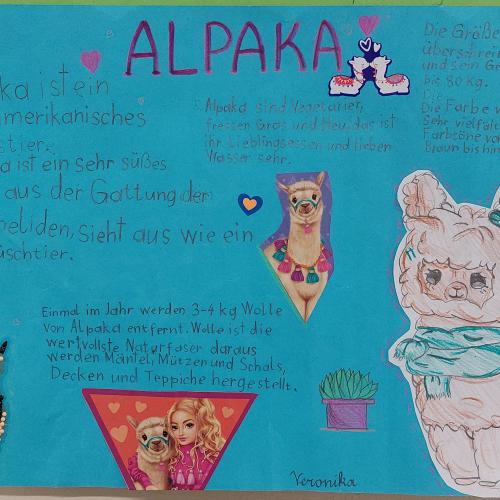 Plakat Alpaka