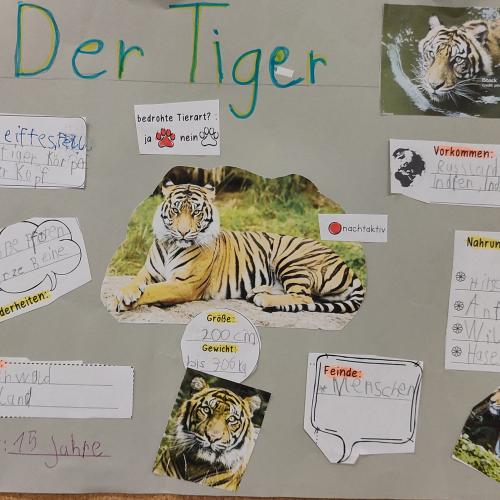 Plakat Tiger