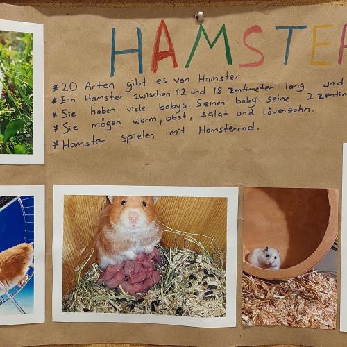 Plakat Hamster