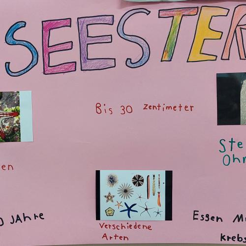 Plakat Seestern