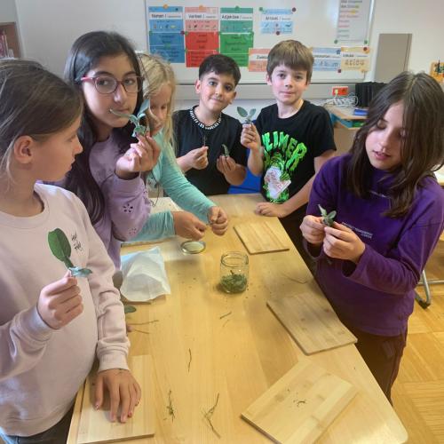 Kräuter genau anschauen und daran riechen