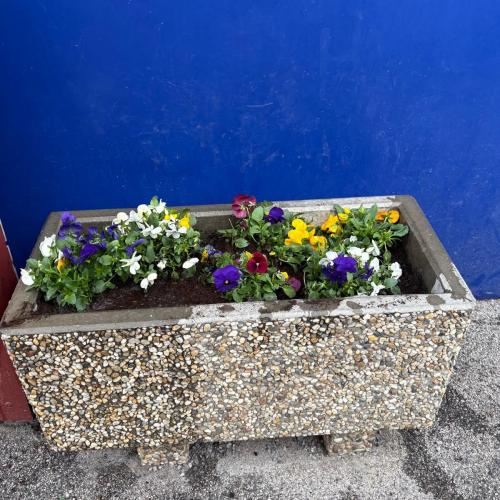 bunt bepflanzter Blumentrog