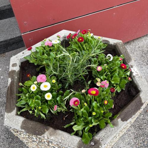 bunt bepflanzter Blumentrog