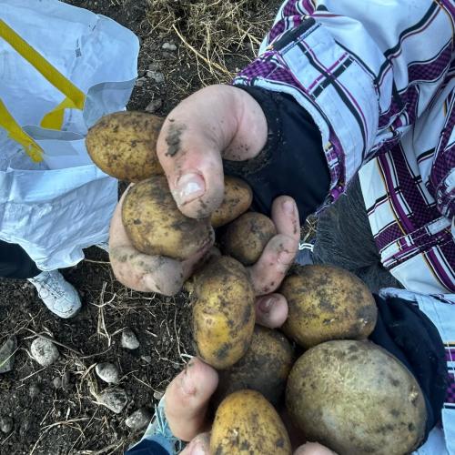 2 Hände voll Kartoffeln