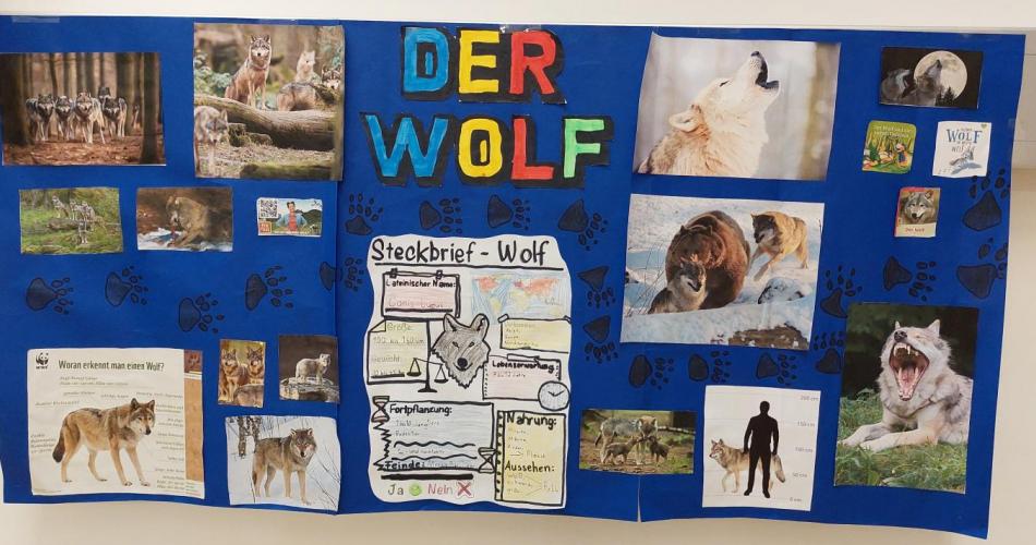 Plakat über den Wolf