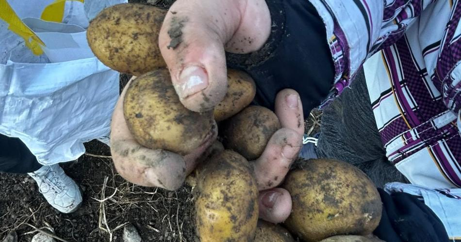 2 Hände voll Kartoffeln