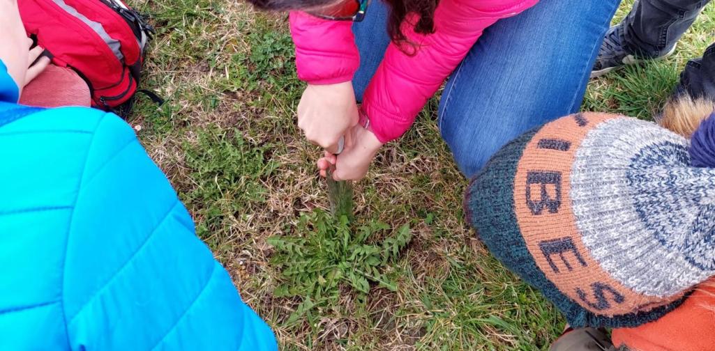 Lehrerin sticht in die Erde um eine Löwenzahnpflanze herauszuholen, Kinder schauen zu
