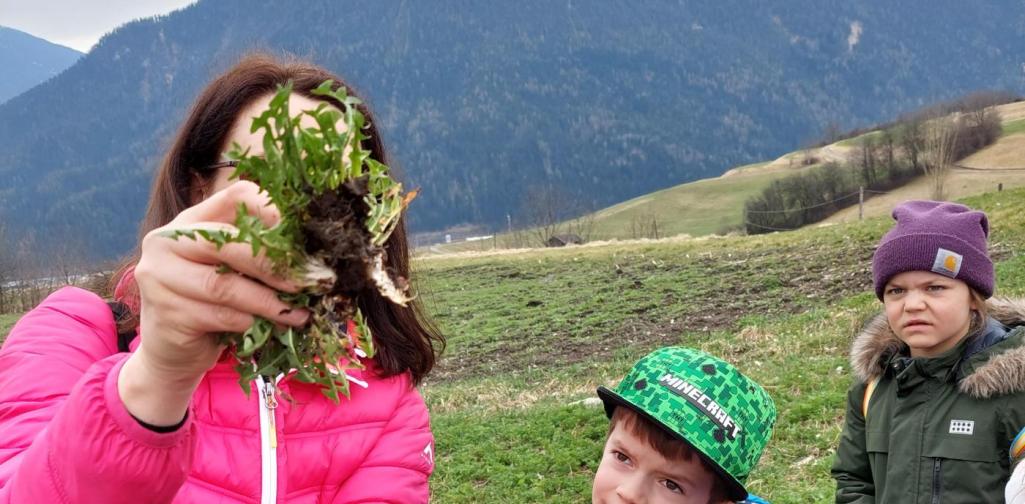 Lehrerin zeigt ausgestochenen Löwenzahn