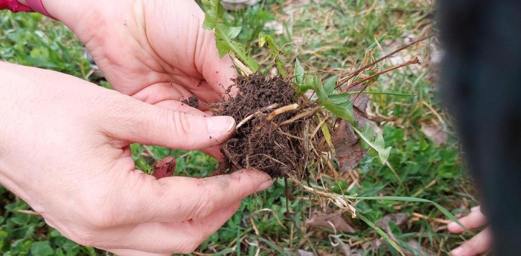Hände der Lehrerin mit ausgestochener Pflanze