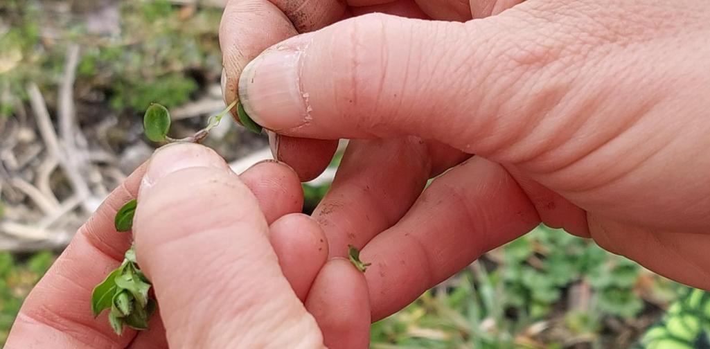 ein Pflanzenhalm wird genauer begutachtet
