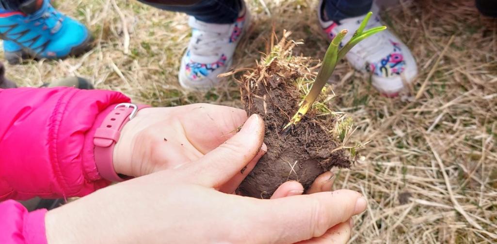 Hände der Lehrerin halten einen ausgestochenen Krokus