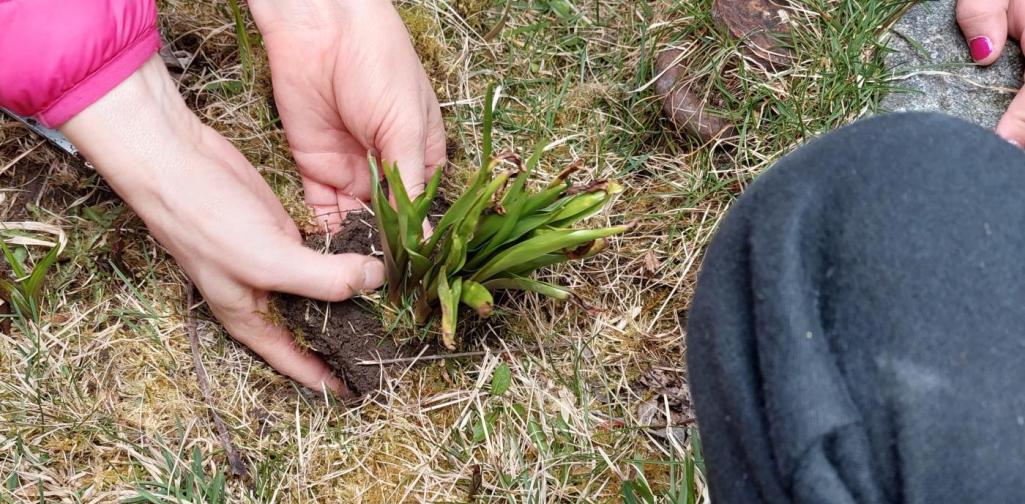 Lehrerinnenhände heben ausgestochene Pflanze aus der Erde